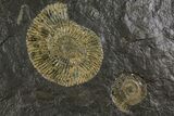 Dactylioceras Ammonite Cluster - Posidonia Shale, Germany #180358-1